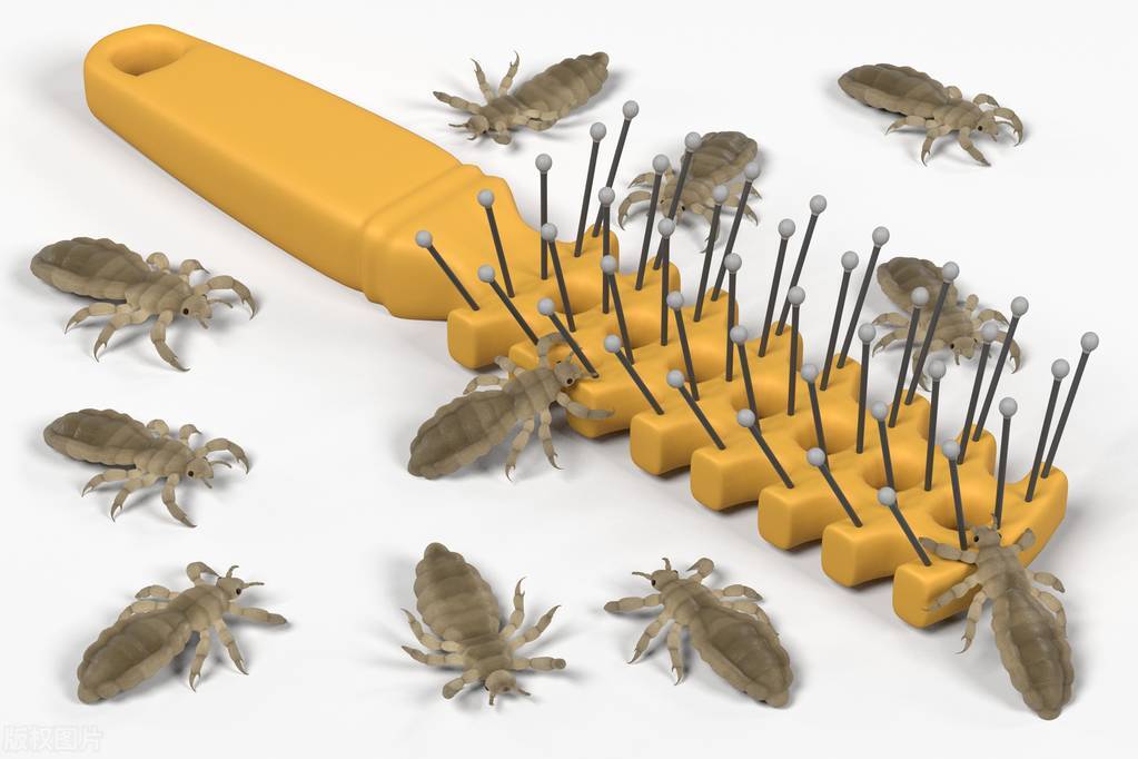 男性下身长阴虱多久生虫卵,男子阴虱