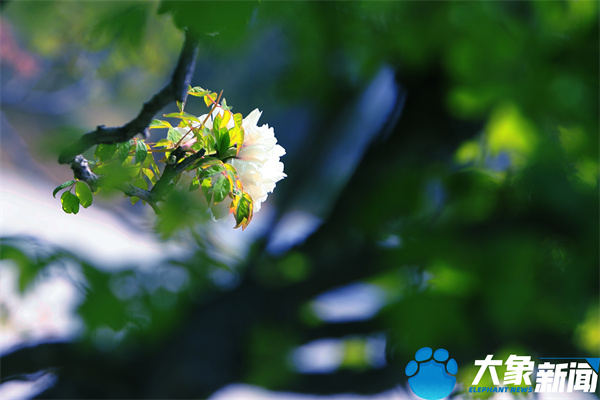 花开时节动京城最美不过洛阳城,四月洛阳美如画千年帝都是花城