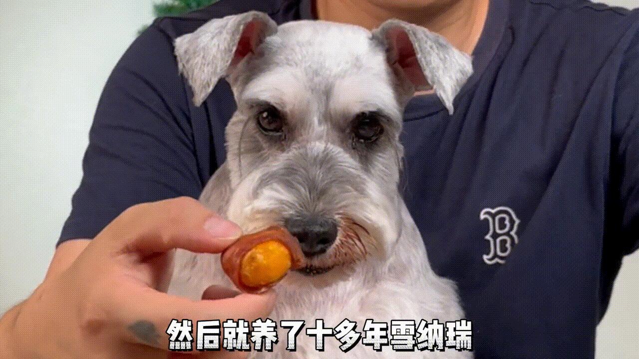 美国可卡犬建议养吗,美国可卡适合家养吗