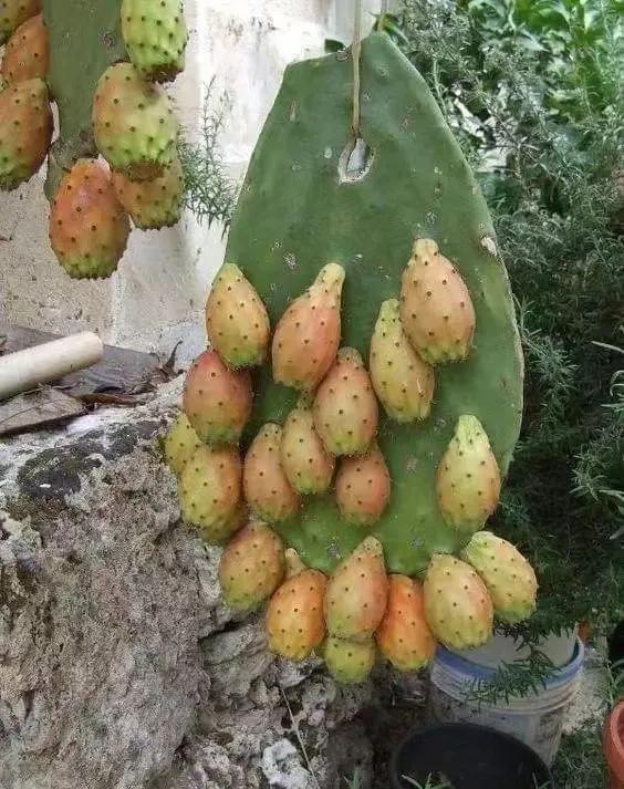 17张你没见过的图片太震撼了,67张罕见的照片颠覆你的世界