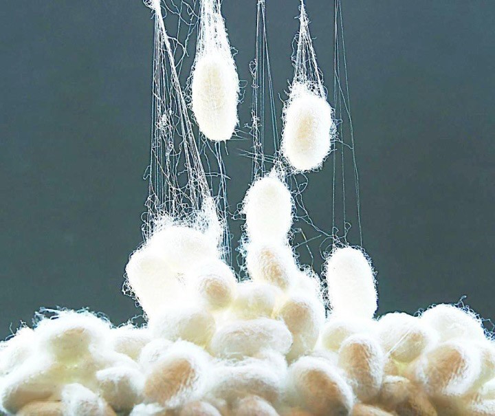 蜘蛛一次能产多少仔,蜘蛛一次可以吐几根丝