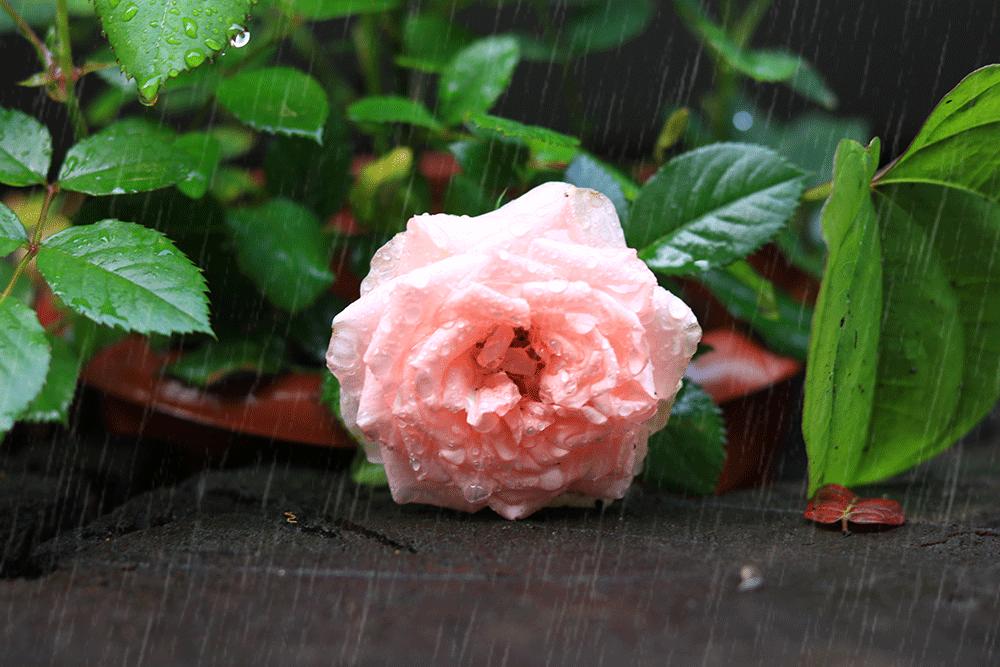 雨水哲理,雨水的好句