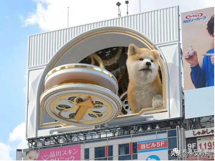 涩谷街头出现的秋田犬,涩谷十字路口秋田犬报时