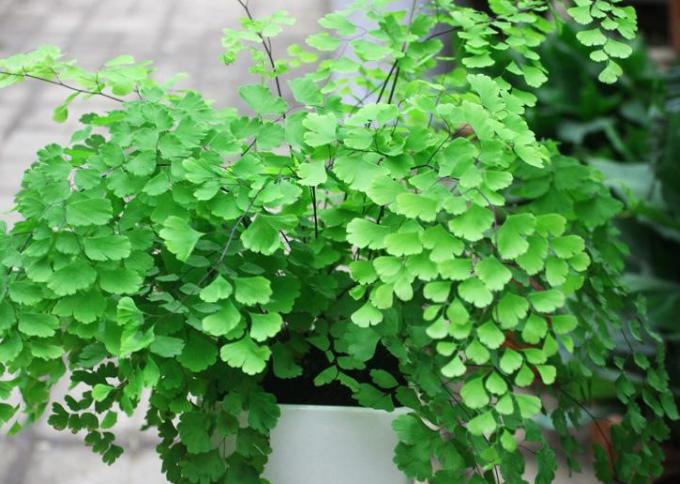 铁线蕨叶片发黄怎么救,铁线蕨叶片干枯