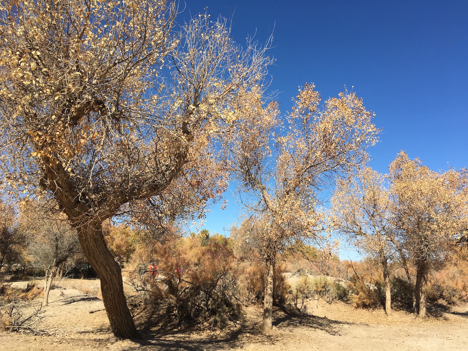 北京自驾额济纳胡杨林十天攻略,从北京到额济纳胡杨林线路