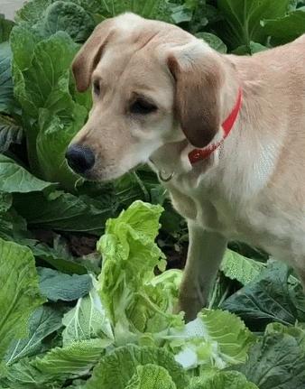 狗狗总喜欢吃草是什么原因呢,狗狗经常吃草是什么原因