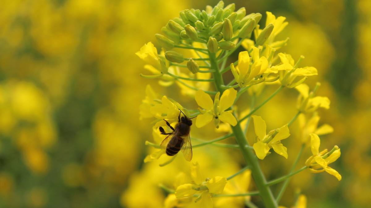 清明期间开的野花有哪些,清明节野花