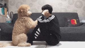 告诉你养狗之前需要知道的事情,贵宾犬为什么不建议养