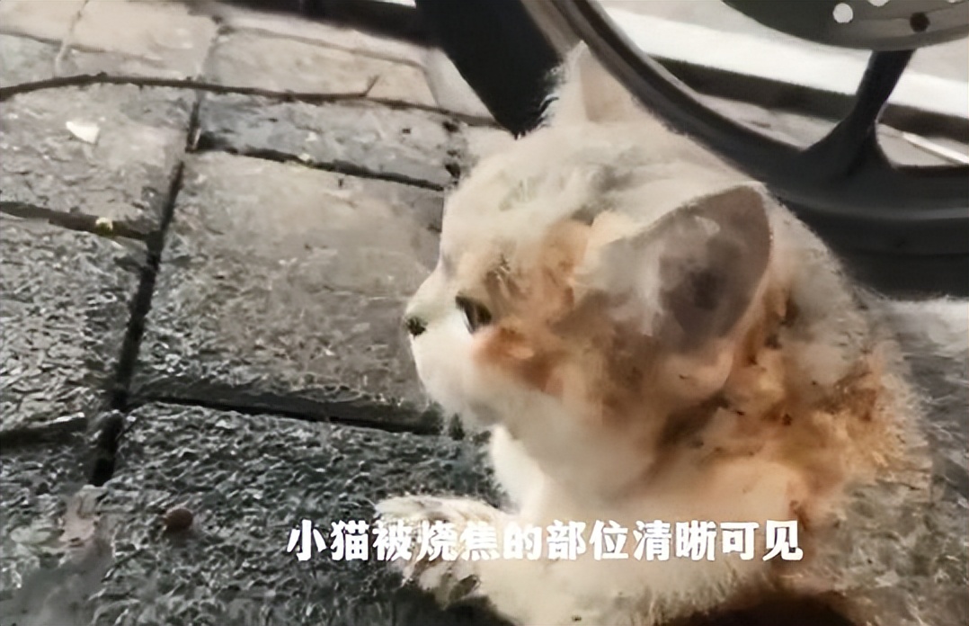 银渐层被收养被自家狗排挤,银渐层猫被人虐待残疾