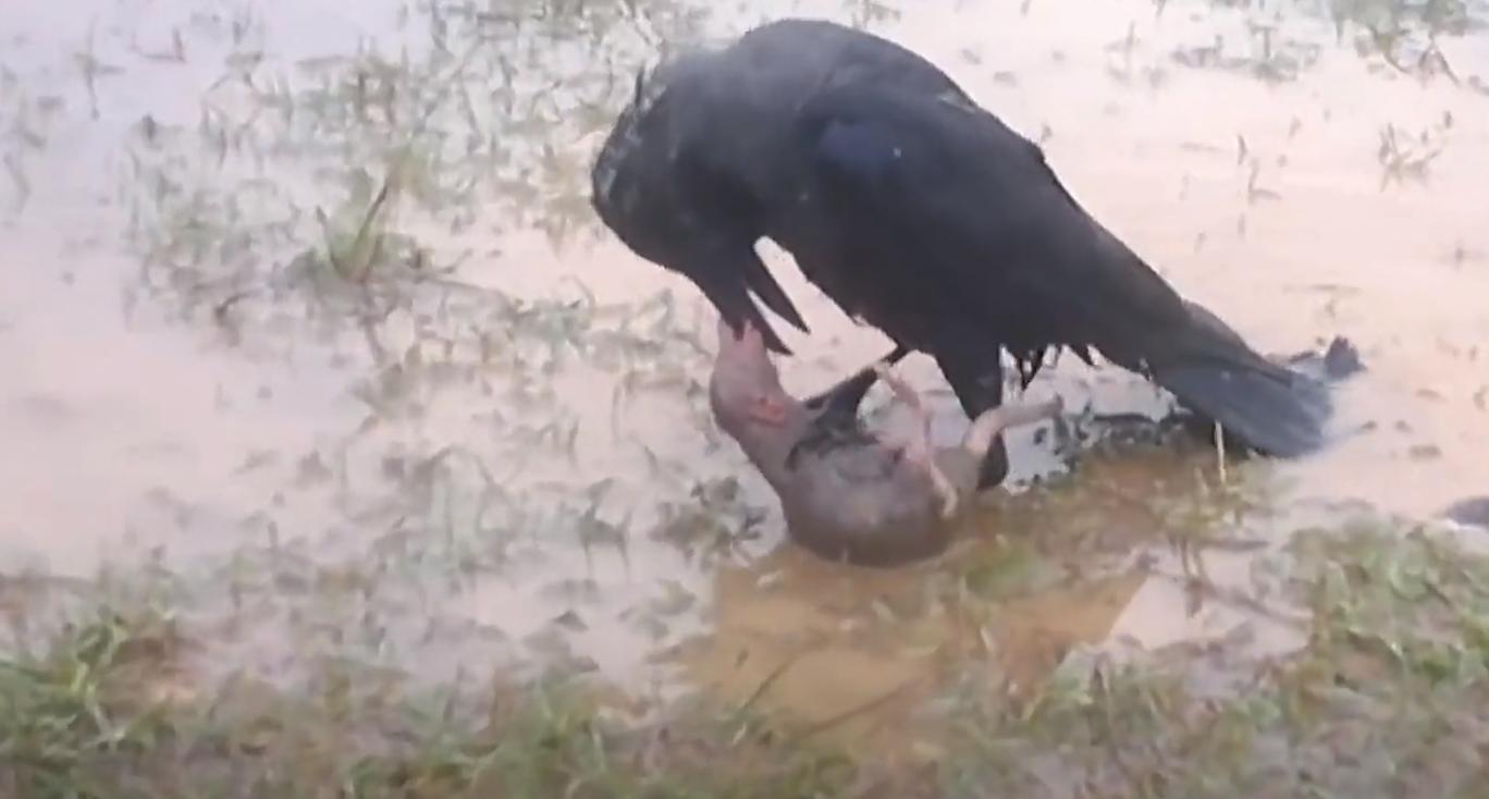 螳螂大战100只世界上最弱的蚂蚁,七大食肉动物大战大象和犀牛