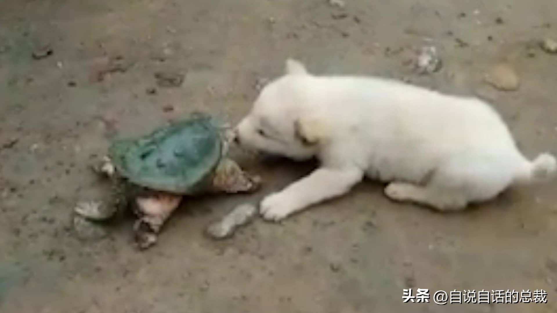 龟蛇大战巨龟视频,罕见别致的龟蛇大战