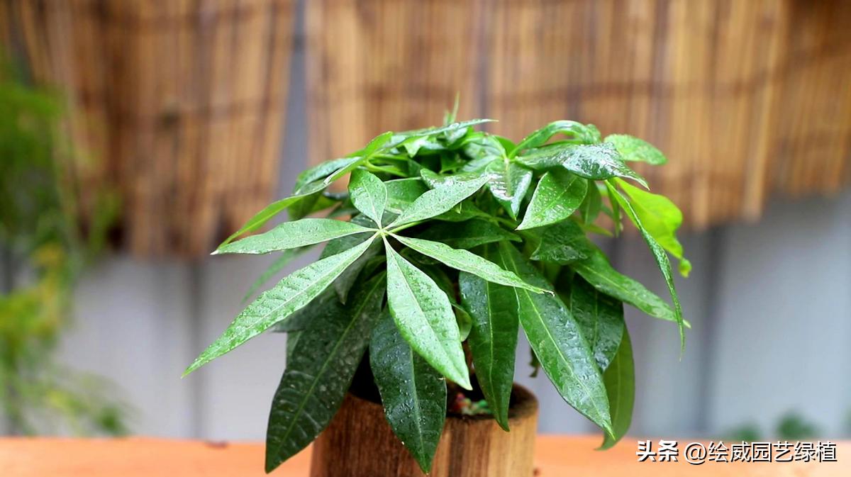 家里最旺财的十种树,有利于财运的风水树