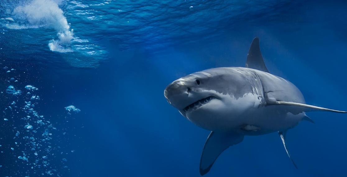 东莞市天潮玩具有限公司,东莞宝恒玩具有限公司