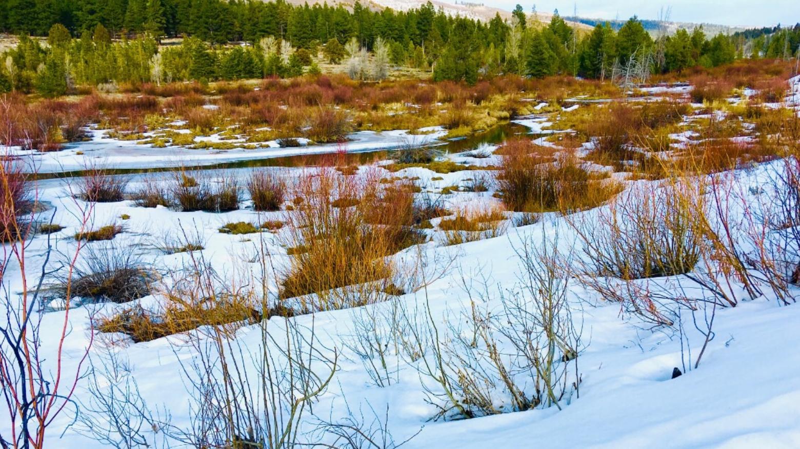 老鹰一般会袭击人么,老鹰会主动攻击人类吗