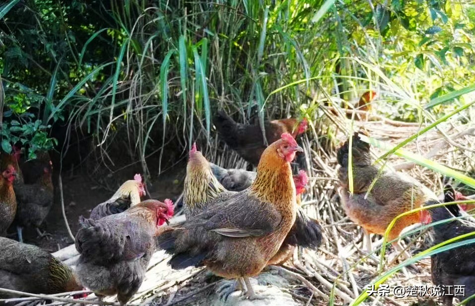 江西的麻鸡,江西拥有中国什么之乡的美称