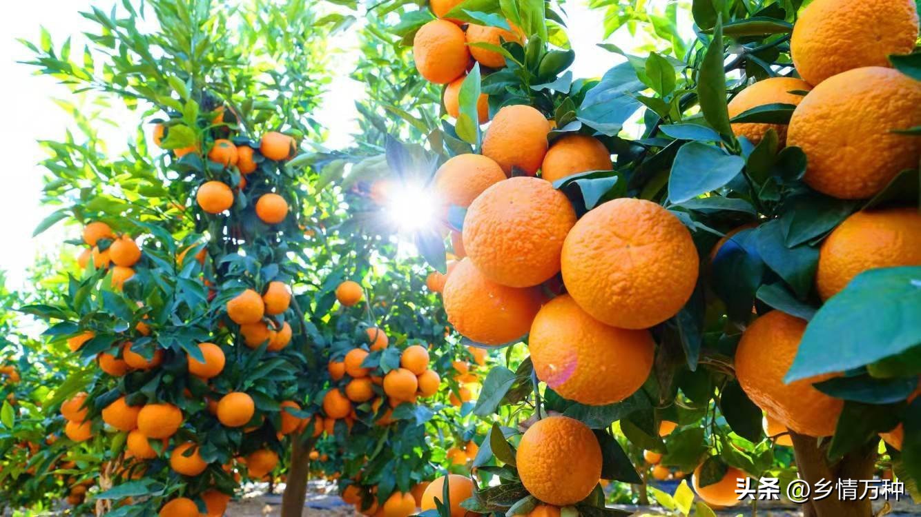 水果种植小技巧果园,新鲜水果的种植技术与管理