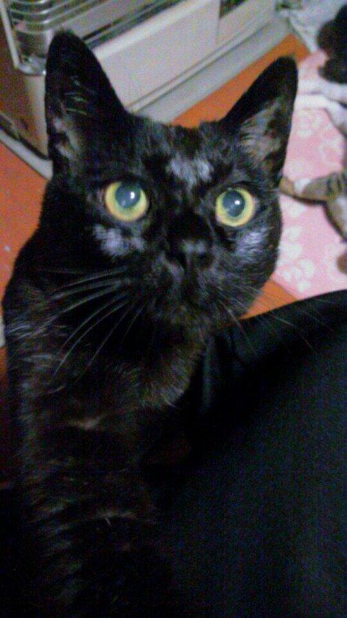 最长寿猫咪死亡,世界上最长寿的猫咪去世