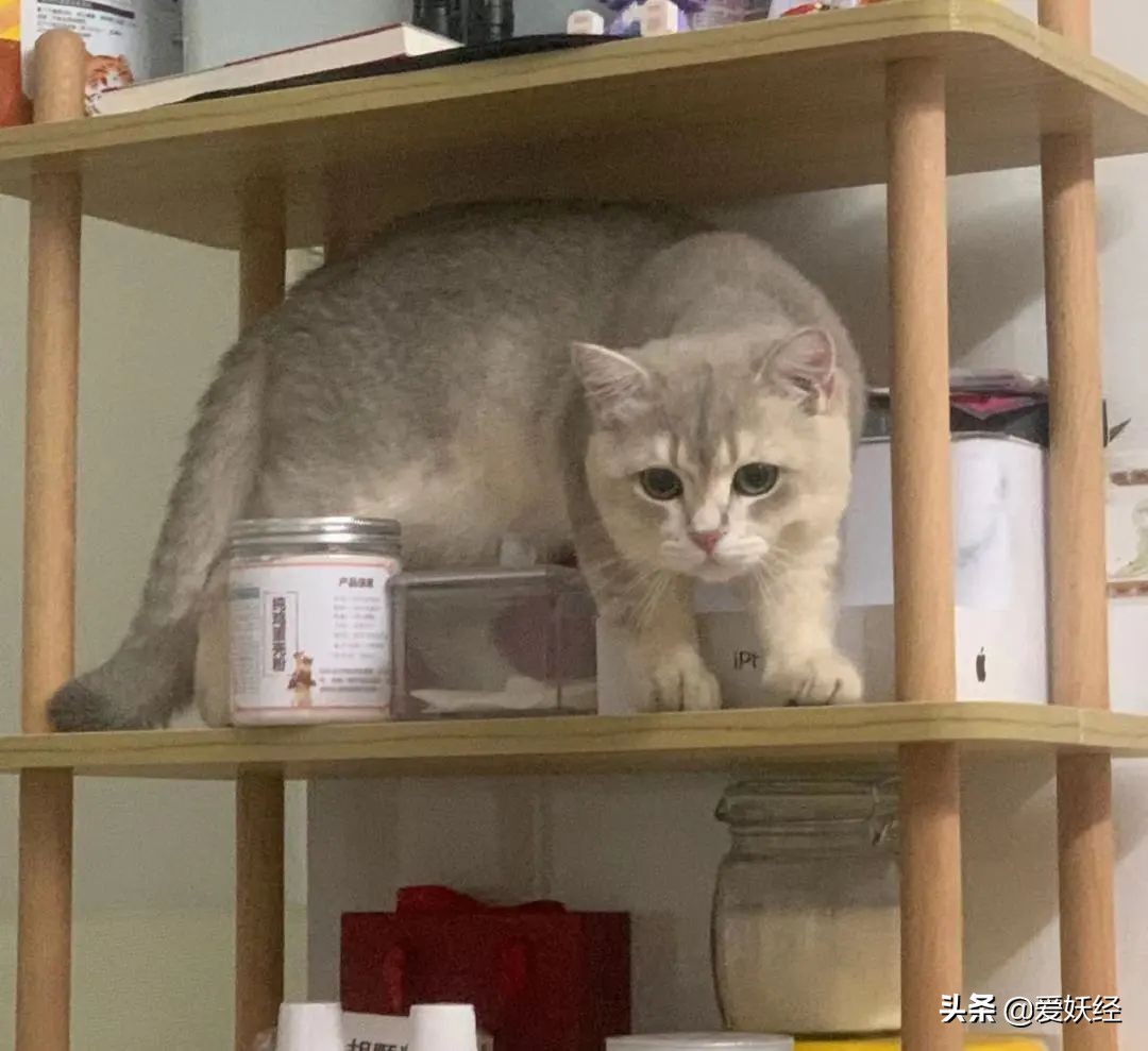 红狗小绿罐怎么样,月销量1000算不算冷门车