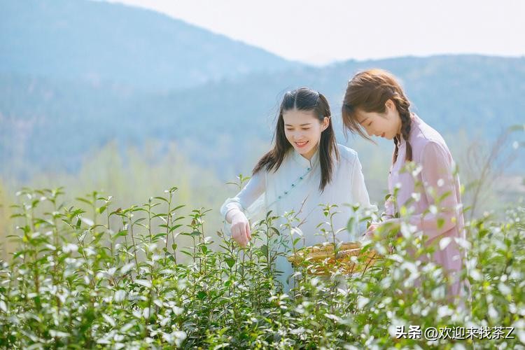 新茶是不是买得越早越好,新茶什么时候买最好