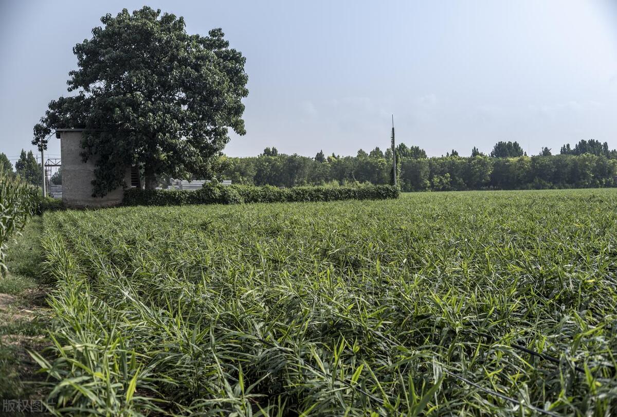 北方何时适宜种姜,立夏种姜夏至收姜是什么意思