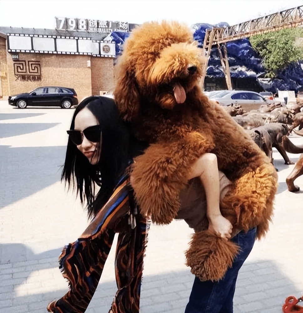 告诉你养狗之前需要知道的事情,贵宾犬为什么不建议养