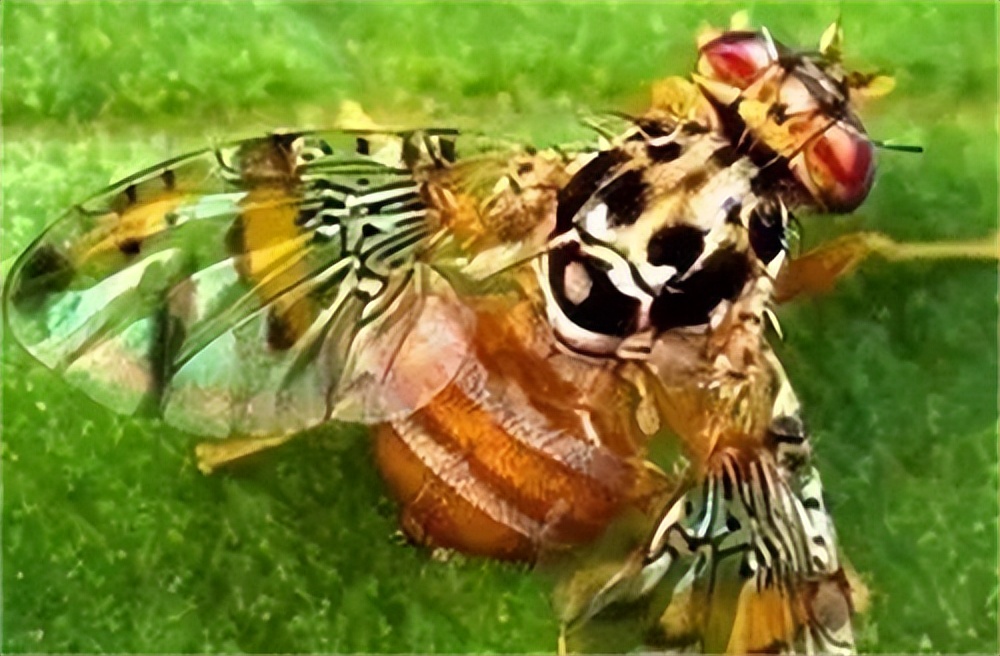 进口水果检疫需要哪些材料,进口农产品检疫规定