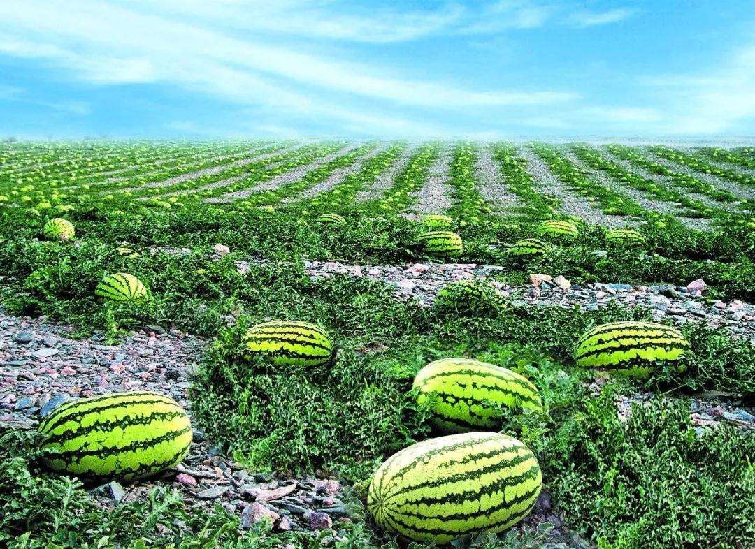 戈壁西瓜种植,戈壁西瓜危害到底有多大