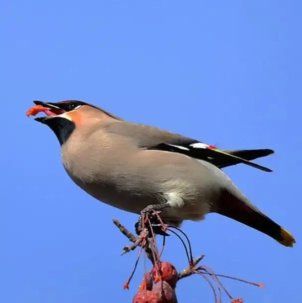 太平鸟图片大鸟,太平鸟图片大全高清壁纸