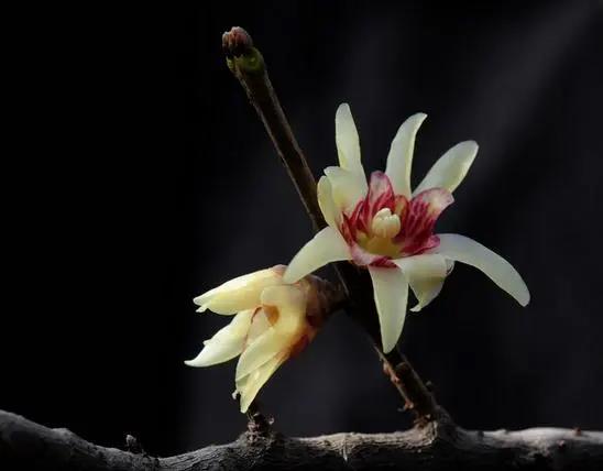 蜡梅还是腊梅小学三年级,蜡梅还是腊梅这些语文常识别弄错