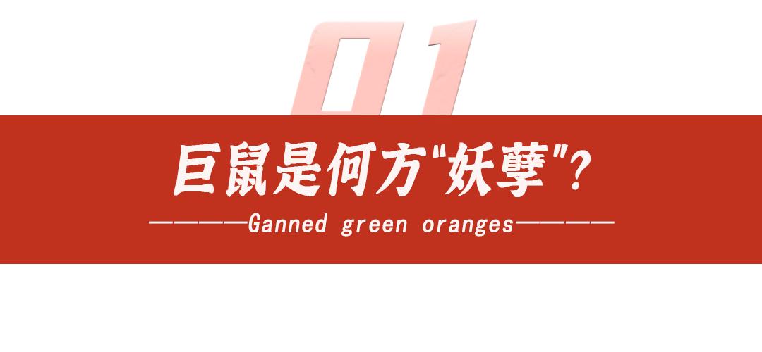 上海多地出现巨型老鼠新闻报道,上海老鼠最小的有10斤是真的吗