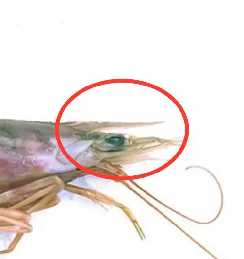 基围虾现在怎么这么便宜,菜场的死基围虾能买吗