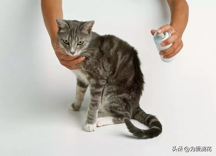 新手养宠物要注意些什么,饲养宠物的好处和坏处