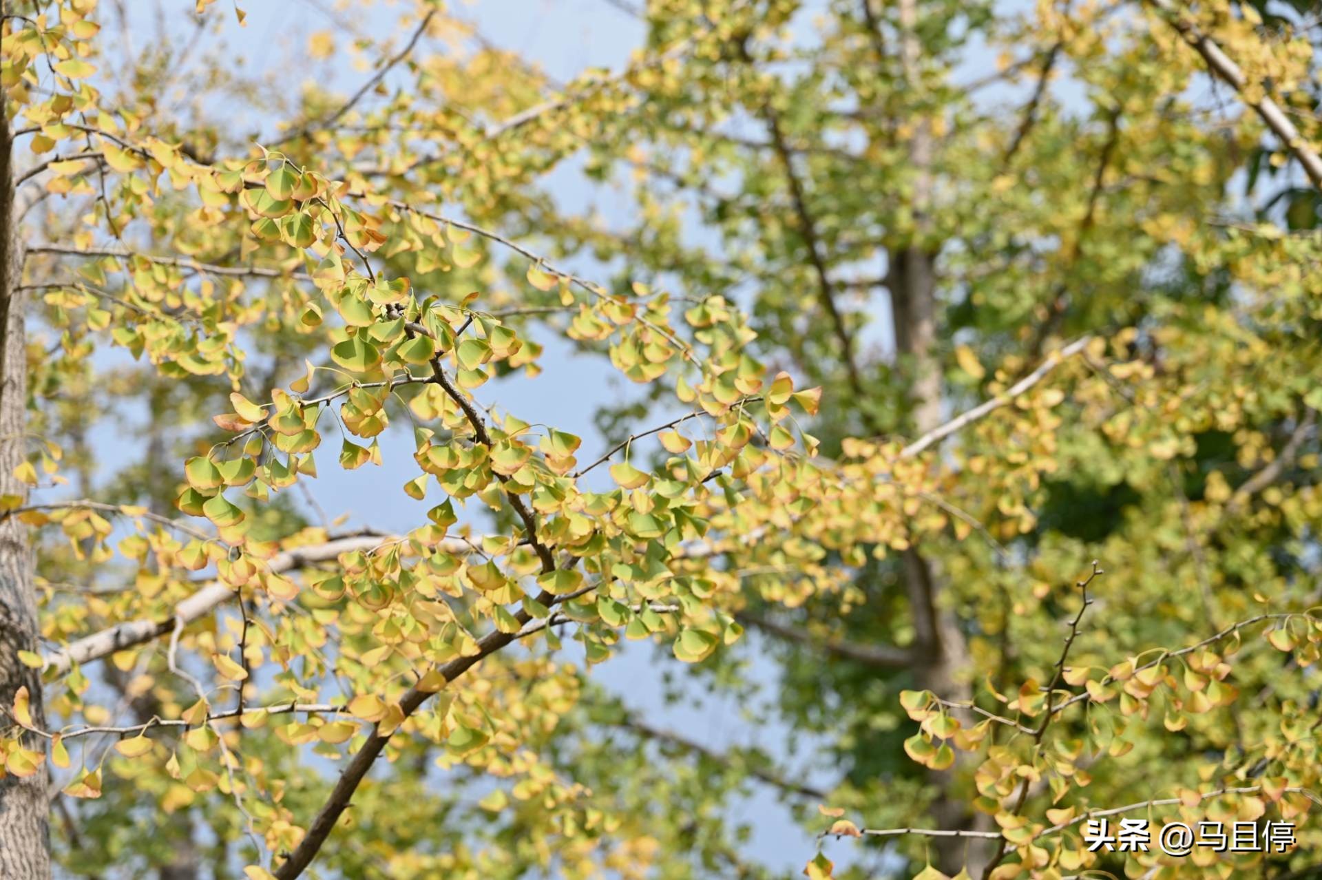 杭州旅游攻略赏秋超详细,11月杭州旅游的最佳地方