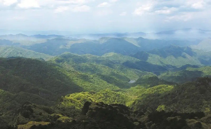 湖北十堰最近发现的蛇,湖北十堰白头蝰