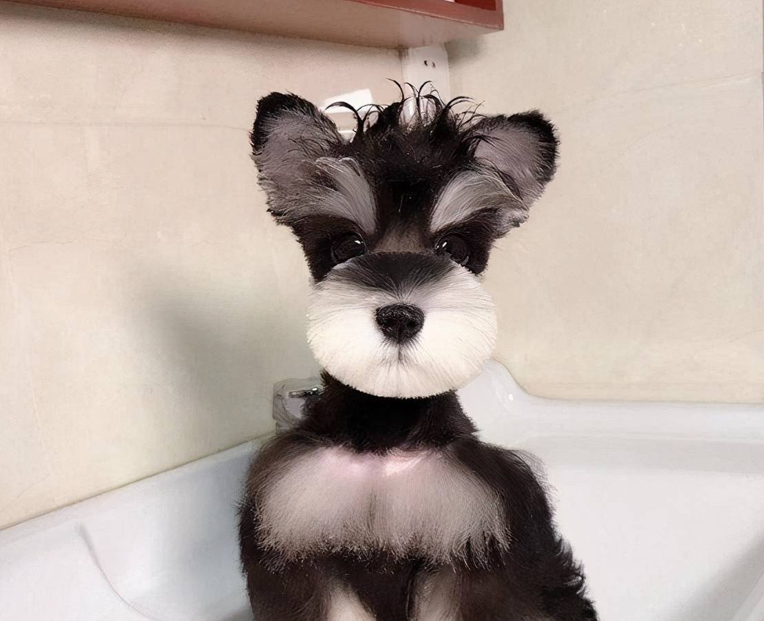 雪纳瑞犬和雪纳瑞可以好好相处吗,为什么大家都爱养雪纳瑞犬