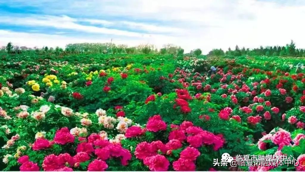 临夏湿地公园建设项目,临夏城市公园绿化工程