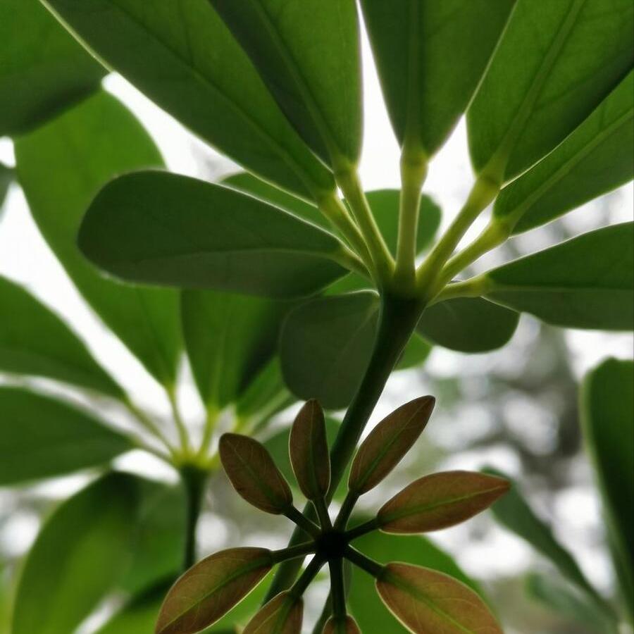 鹅掌藤怎么养叶不黄,鹅掌藤叶子耷拉的原因及解决方法