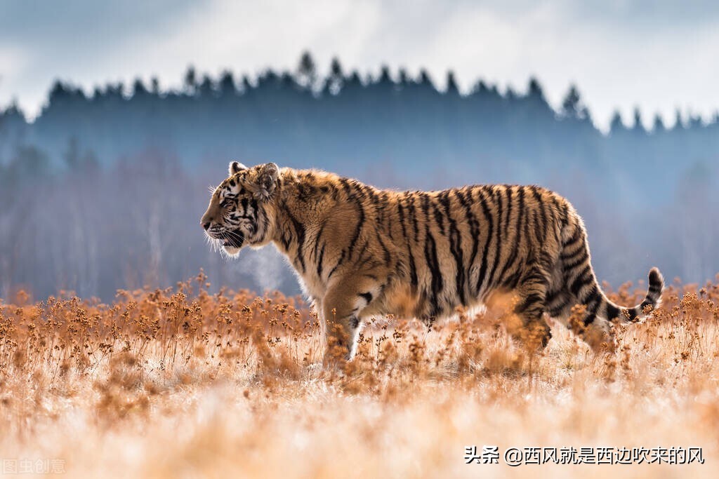 西风低吟#老英雄智化危机，放虎归山，二恶人终究是恶魔