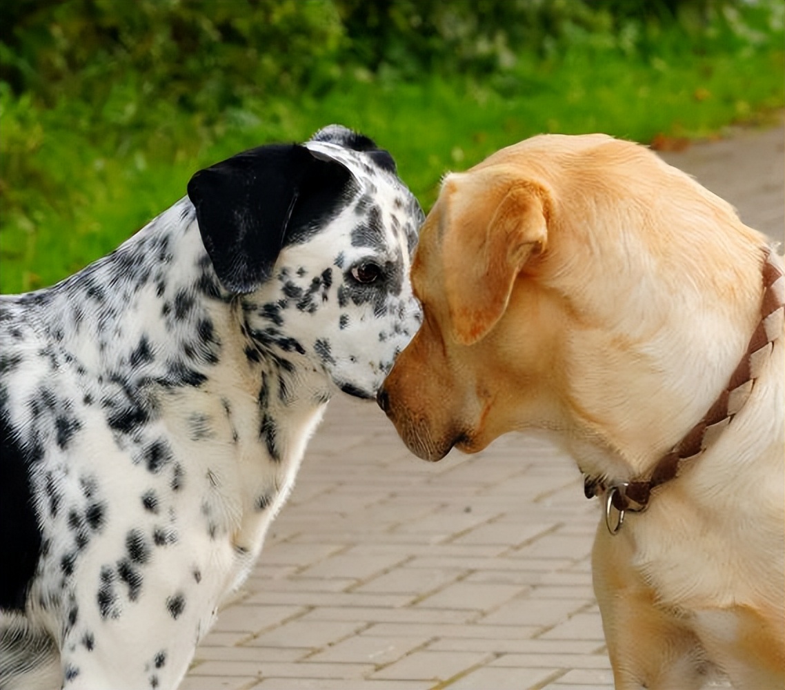 狗狗还会关心人,狗狗频繁繁育