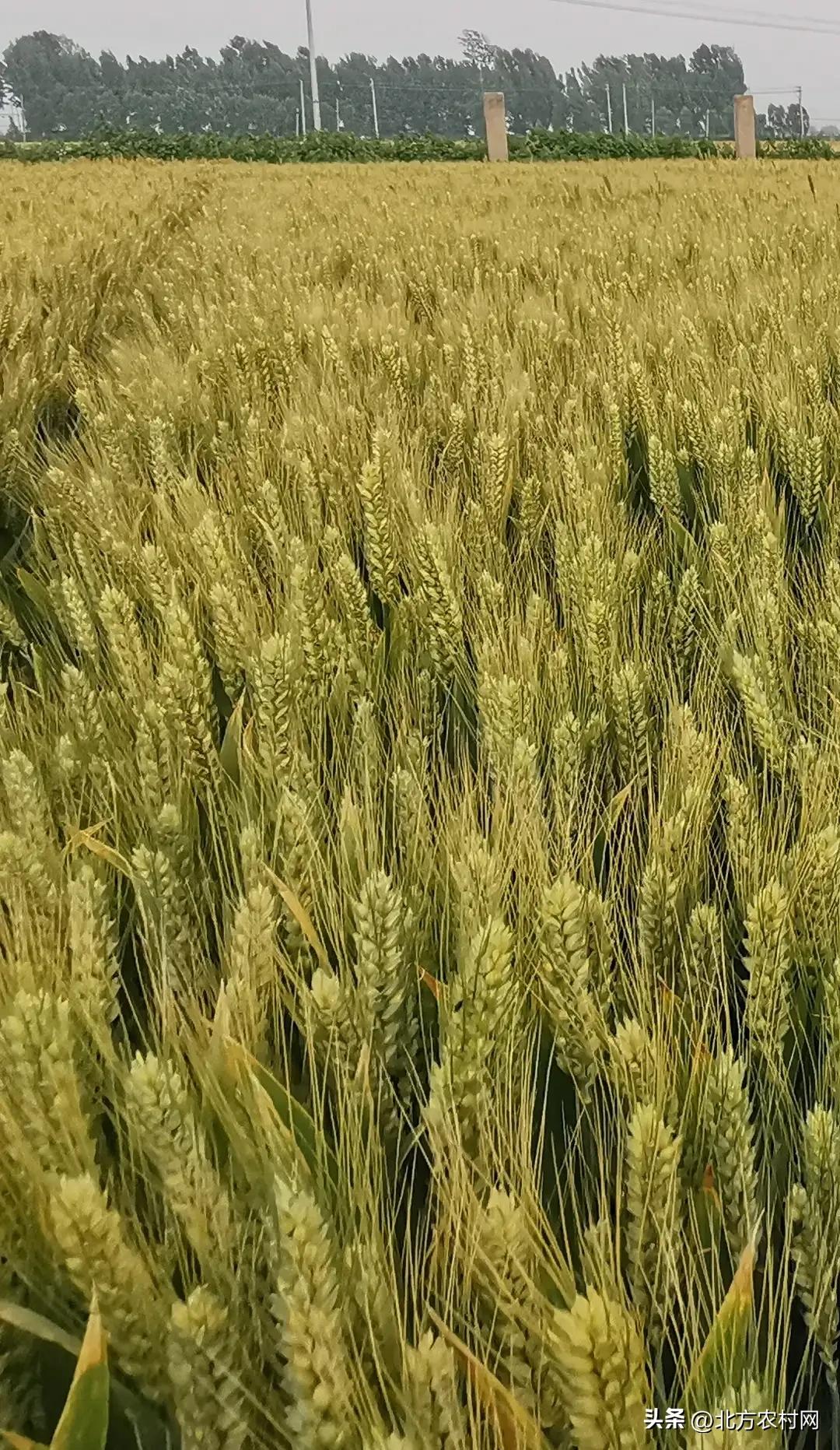 2016年小麦国审有哪些品种,国审小麦超高产品种前十名