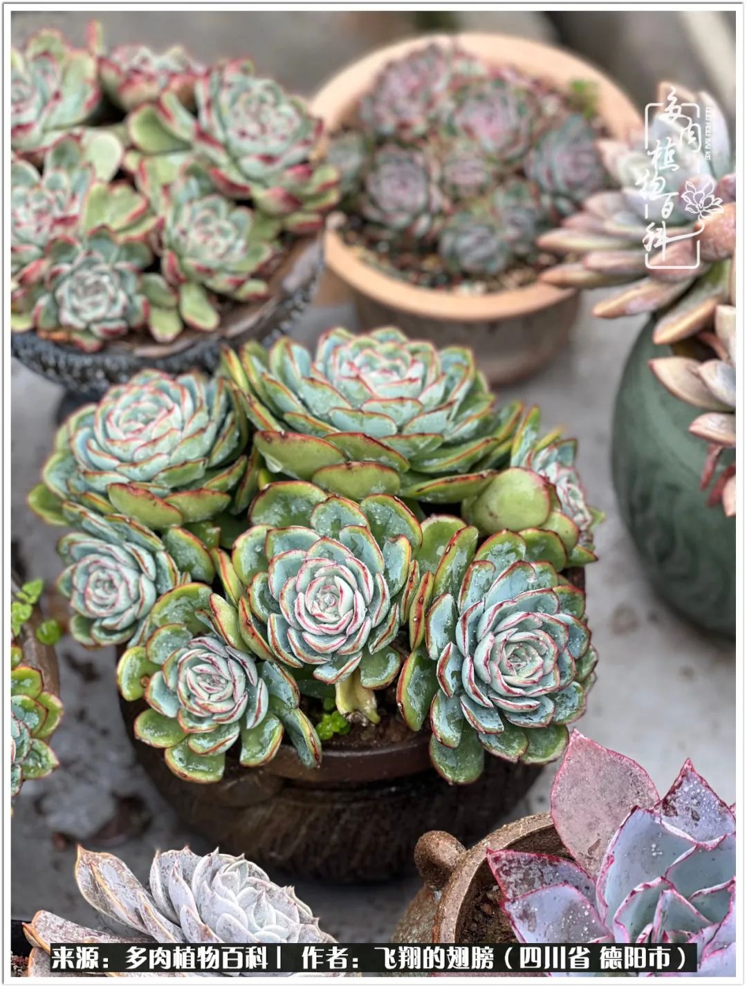 多肉的正确养殖方法冬天怎么养活,多肉怎么养活而且长得快且好看