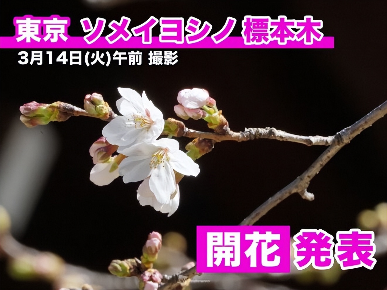 2023日本樱花观赏时间表,日本樱花花期2020