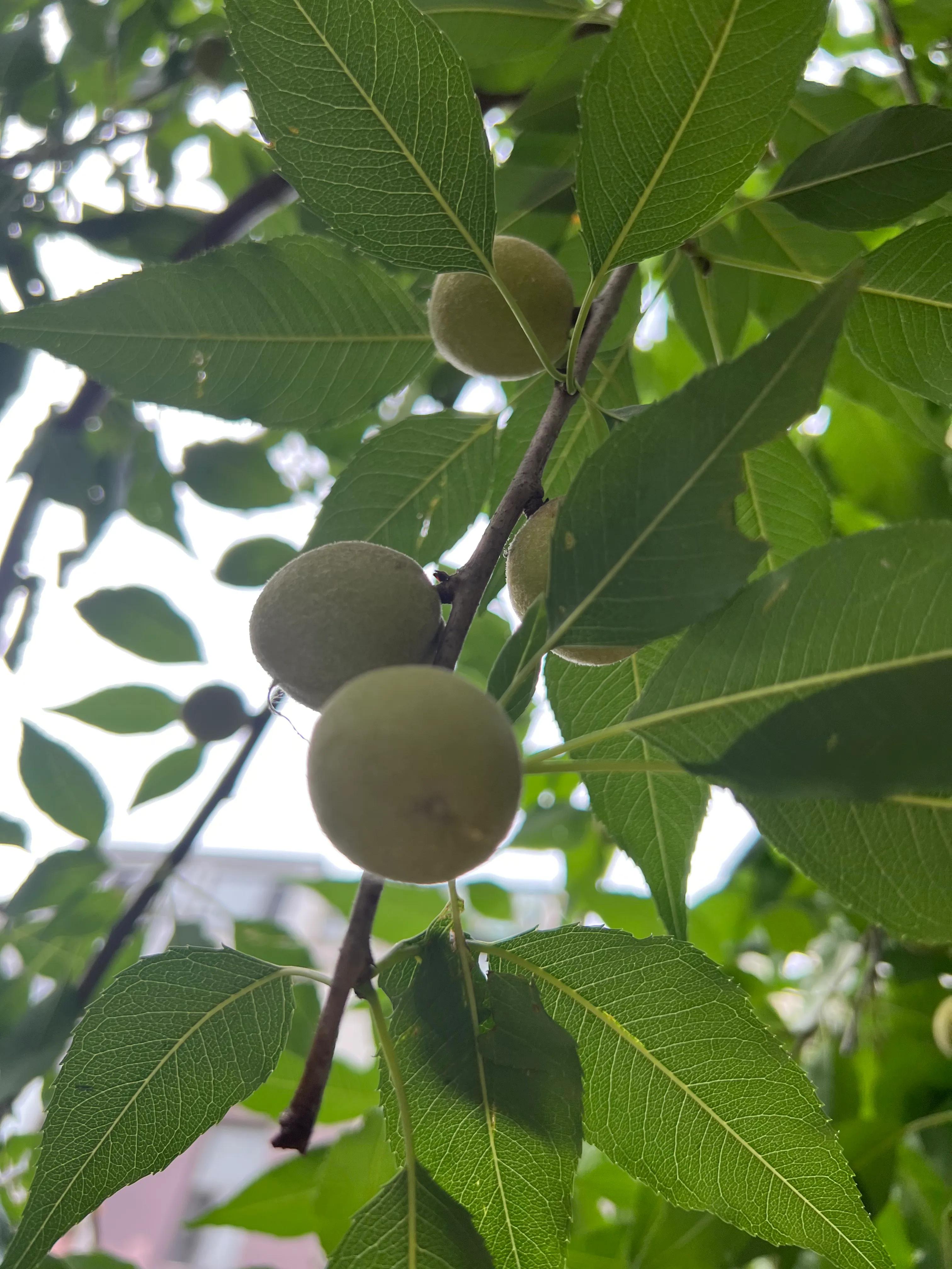 桃核手串保健,桃核手串原料