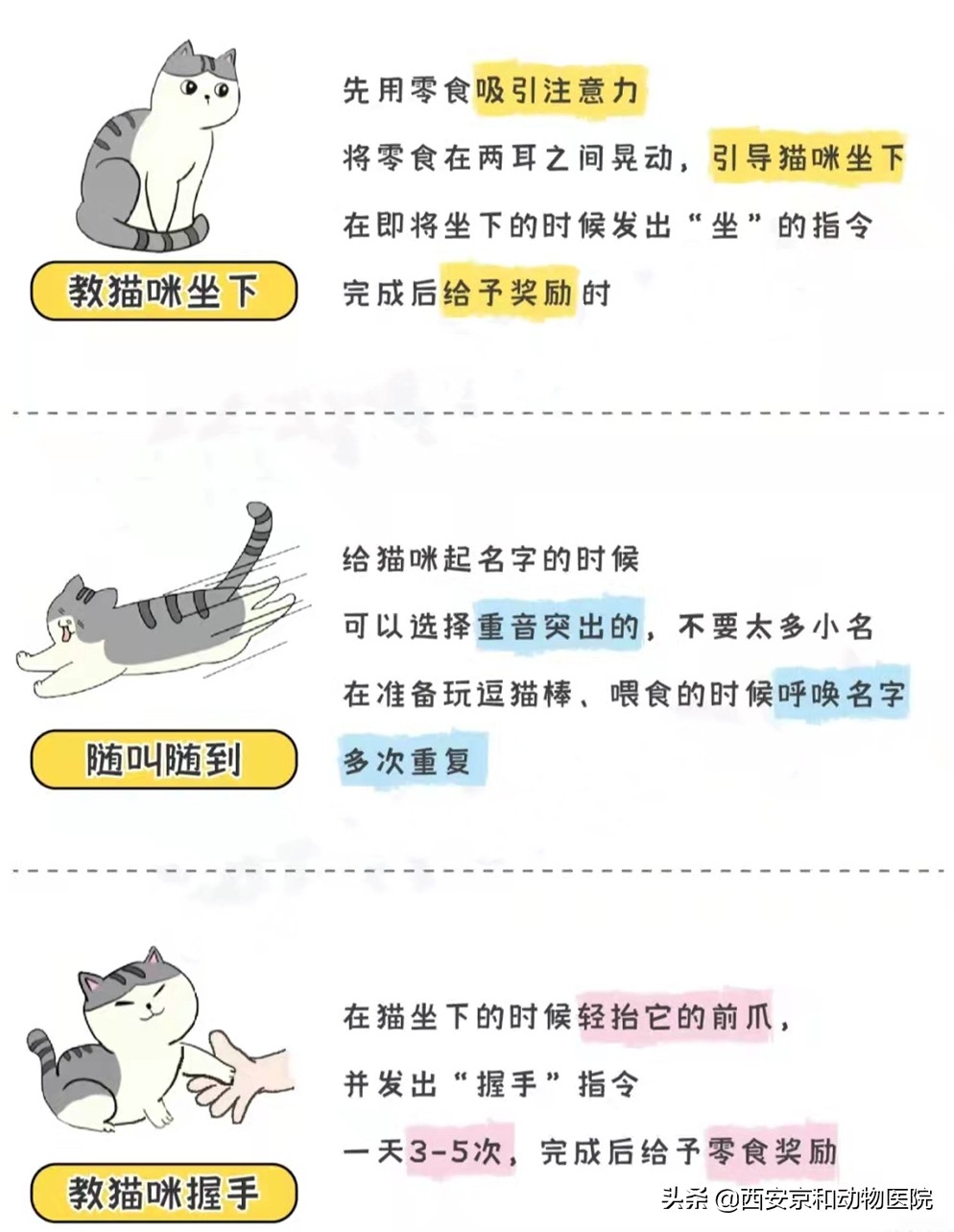 猫咪社会化训练方法快点学起来,猫咪社会化训练多久洗一场澡