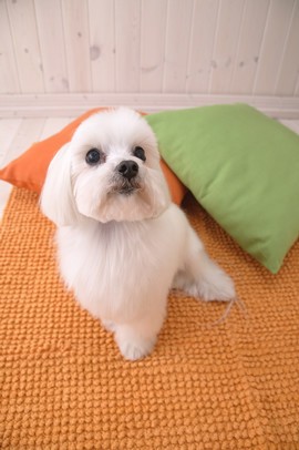 狗狗的指甲怎么处理,狗狗指甲长怎么处理