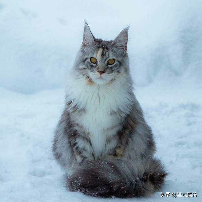 缅因库恩猫银虎斑,缅因猫浅银虎斑