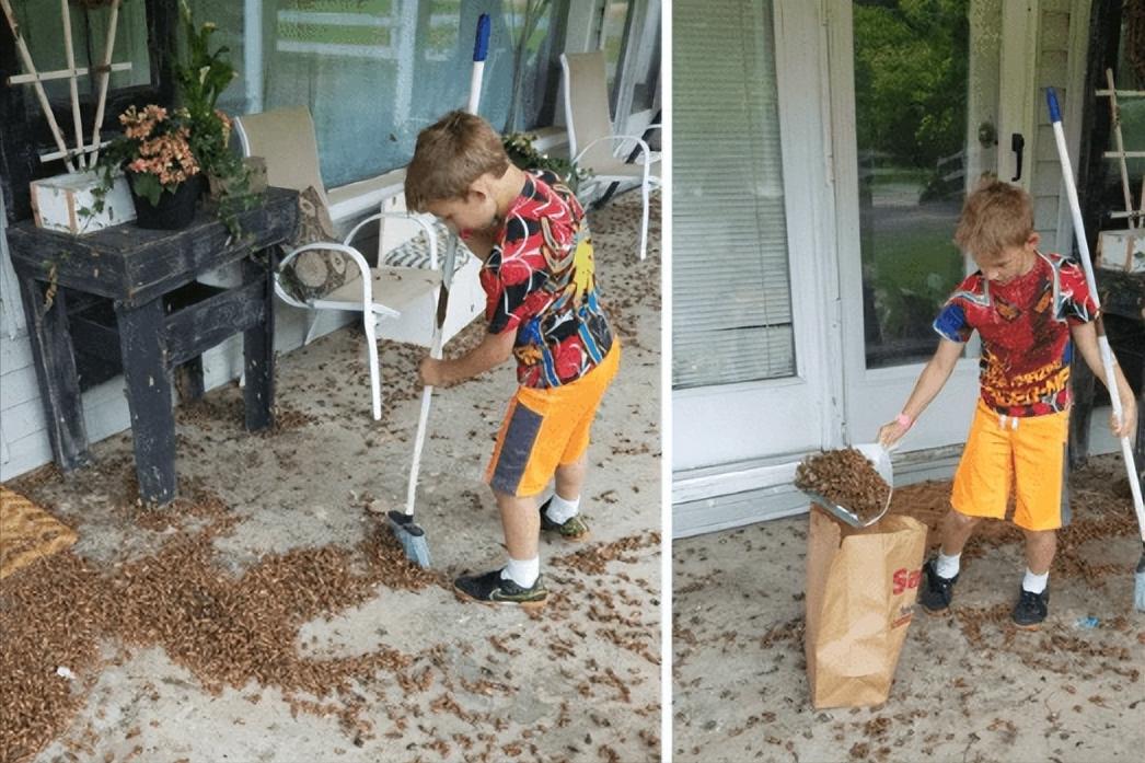 在美国知了猴泛滥,中国人在美国吃知了猴