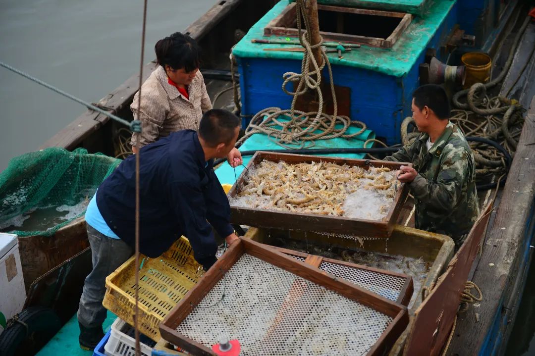 阳+34例！重磅好消息：开海，大波生猛海鲜来袭！天津人有多会吃