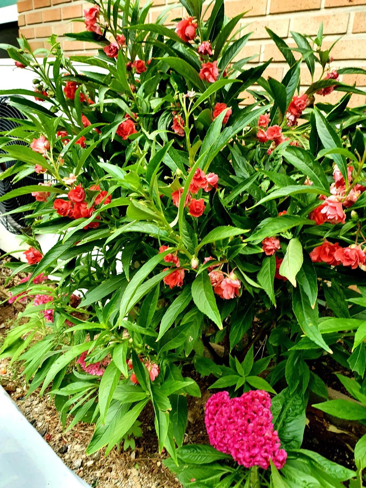 蛇最怕的植物和草,蛇最怕的几种动物分别是谁