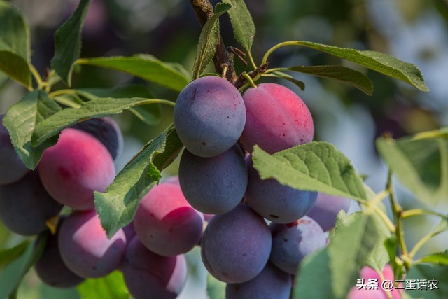 李子树下埋死人是因为李子好吃吗,李子树下埋死人的解释